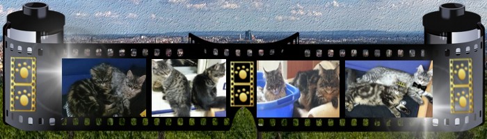 Spirit und Mysterys Sommerfoto - Royals auf 4 Pfoten Katzenblog