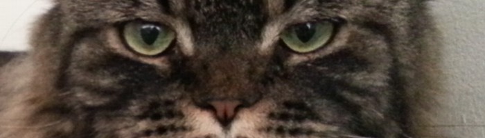 Welttierschutztag - Royals auf 4 Pfoten Katzenblog
