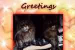 Valentine Meow-Greetings