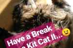 Have a break, have a Kit Cat
